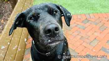 Austin Pets Alive share steps to help shelter animals - Spectrum News