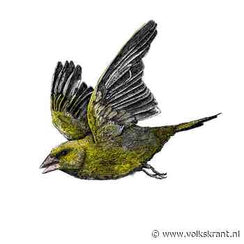 De groenling heeft ernstig last van het geel - Volkskrant