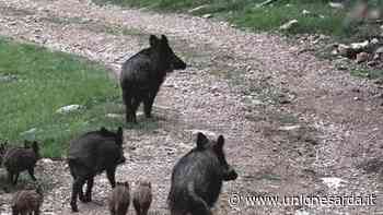Proroga della caccia al cinghiale nell’Isola, Ispra dà parere negativo - L'Unione Sarda.it - L'Unione Sarda.it