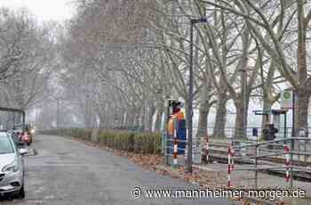 Wie das Paul-Martin-Ufer in Mannheim-Neuostheim jetzt doch Fahrradstraße werden kann - Mannheim: Neuostheim und Neuhermsheim - Nachrichten und Informationen - Mannheimer Morgen