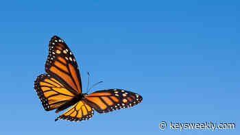 MARATHON BUTTERFLY GARDENS EARN 'MONARCH CITY USA' DESIGNATION - Florida Keys Weekly Newspapers - Florida Keys Weekly