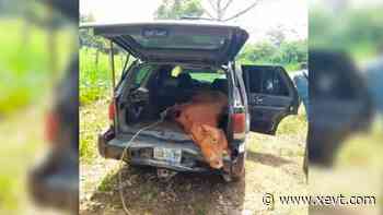 Macuspana tiene 4 focos rojos de abigeato; ganaderos piden retenes - XeVT 104.1 FM | Telereportaje