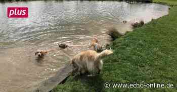 Heppenheim: Mehr Raum für Mensch und Hund - Echo-online