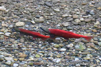 Kootenay Lake kokanee spawning numbers a growing concern - Creston Valley Advance