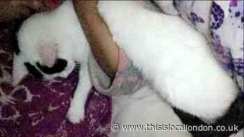 Fears for cat missing from Lovelace Avenue in Bromley