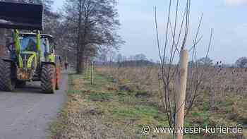Diebe stehlen drei Obstbäume - WESER-KURIER
