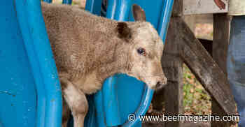 Find right dewormer for your cattle herd