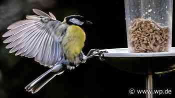 Nabu-Zählung Siegen-Wittgenstein: Alle Vögel sind nicht mehr da - Westfalenpost
