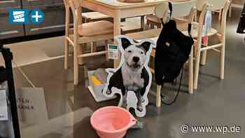 Tierheim Siegen: Warum Ikea Hund, Katze, Maus,... ausstellt - Westfalenpost