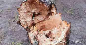 Die Festplatz-Linden in Volkach müssen weichen - inFranken.de