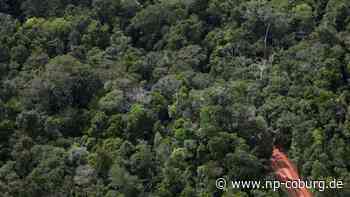 Brasilien - Abholzung des Amazonaswaldes auf Rekordniveau - Neue Presse Coburg