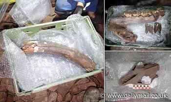 Megafauna: Ice Age mammoth, rhino, hyena and wolf dating back up to 60,000 years unearthed in Devon