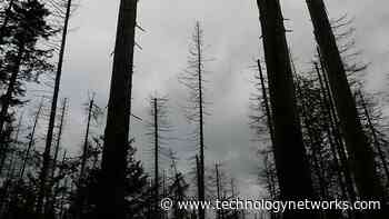 Soil Microbes Responsible for Ghost Forest Tree "Farts" - Technology Networks