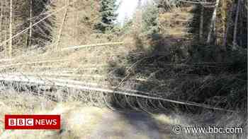 Kielder Forest chief issues chainsaw warning after storms - BBC News
