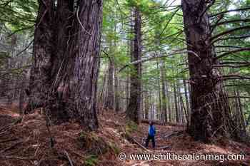 More Than 500 Acres of Redwood Forest Returned to Indigenous Tribes - Smithsonian