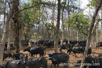 [Commentary] Forest restoration: challenges and opportunities for India - Mongabay-India