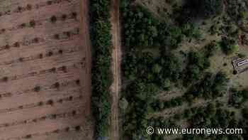 This Mexican town declared independence to protect its forest from avocados - Euronews