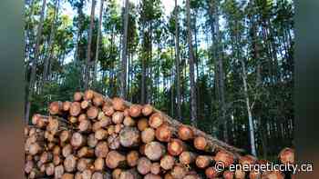 Western Forest Products searching for new CEO with retirement of Don Demens - Energeticcity.ca