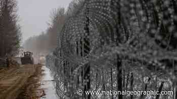Polish border wall will cause environmental disaster, scientists warn - National Geographic
