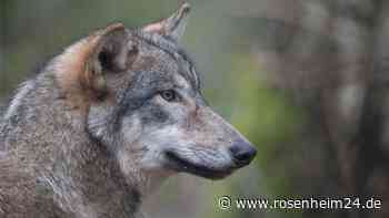 Der Wolf treibt Rosenheimer Landwirte um