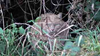Stérilisation des chats errants à Leforest : un coup de pouce à Pattes Blanches 62 - La Voix du Nord