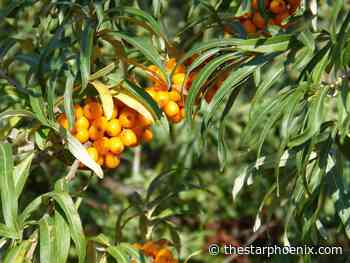 Gardening: What to do when soil salinity affects plant growth