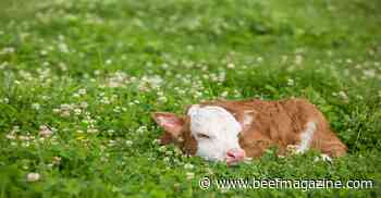 Time to add clovers to your pastures