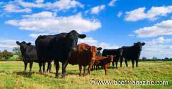 Beef cattle numbers continue to decline