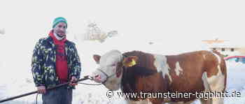 Traunstein: Jungkühe erzielten Höchstpreise - Traunsteiner Tagblatt
