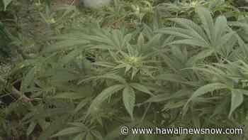 Hawaii's medical marijuana industry calls for less regulation amid slew of challenges - Hawaii News Now