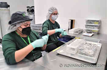 Bill would let medical cannabis, hemp firms jump-start recreational market - RichmondBizSense