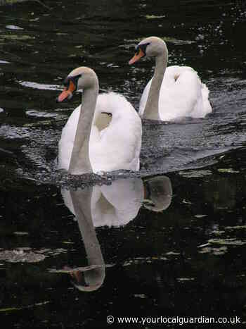 Nature Notes: Feeding the water birds