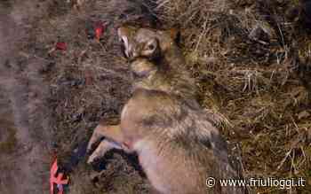 Socchieve, lupo investito da un'auto e ucciso, l'incidente all'alba - Friuli Oggi