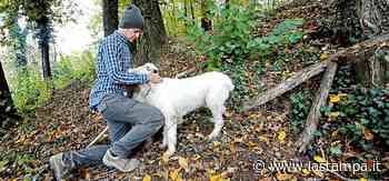 L’anno nero del tartufo bianco d’Alba: “Ma i turisti non sono mai mancati” - La Stampa