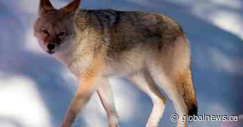 Volunteers tracking coyotes in Edmonton report spike in sightings - Global News