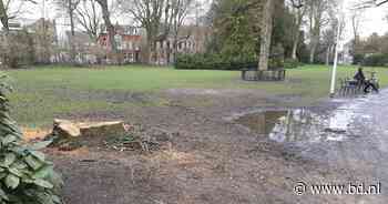Treurnis over kastanje uit 1898: juist de boom in het Wilhelminapark die moest blijven, werd omgezaagd. En dat was een fout - BD.nl