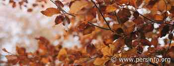 Infoavond 'Boom zoekt bos – bos zoekt grond' - Persinfo.org