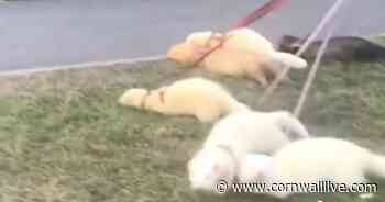 Adorable ferret family goes for walkies through St Ives park - Cornwall Live