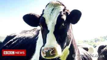 Why cows may be hiding something but AI can spot it