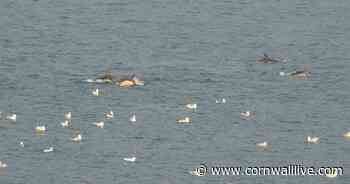 Hundreds of dolphins at St Ives Bay spotted enjoying 'feeding frenzy' - Cornwall Live