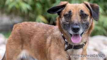 Hund in Essen braucht dringend ein Zuhause – „wieder enttäuscht“ - DER WESTEN