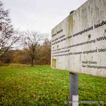 Essen: Diese zwei Hundewiesen sollen einen Zaun bekommen - Radio Essen