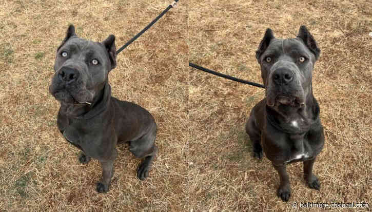 34-Year-Old Frederick Man Charged With Animal Cruelty Over Alleged Abuse Of 2 Cane Corso Puppies