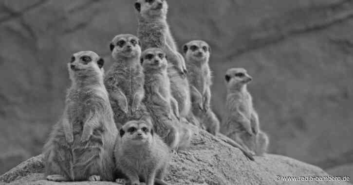 Erdrutsch bei den Erdmännchen: Trauer im Zoo Hoyerswerda