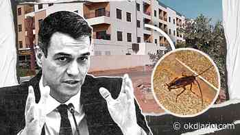 El PP exige explicaciones a Sánchez por tener a los azafatos de la Expo en «condiciones miserables» - Okdiario