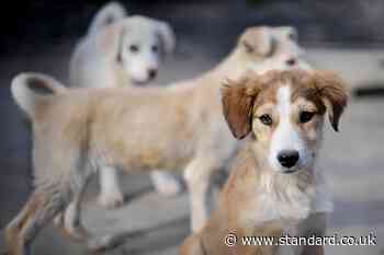 Mystery dog illness could be caused by a coronavirus, experts claim - Evening Standard