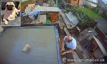 VIDEO: Cybil the pug crosses freshly poured concrete in Bolton - Daily Mail