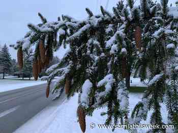 Some plants like it cold | Sarnia & Lambton County This Week - Sarnia and Lambton County This Week