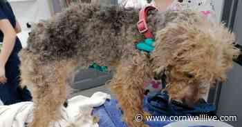 Dog survives being thrown from vehicle at 50mph - Cornwall Live