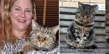 Volunteer Helps Bring Fergus the Cat Home After 11 Years Missing - Cole & Marmalade